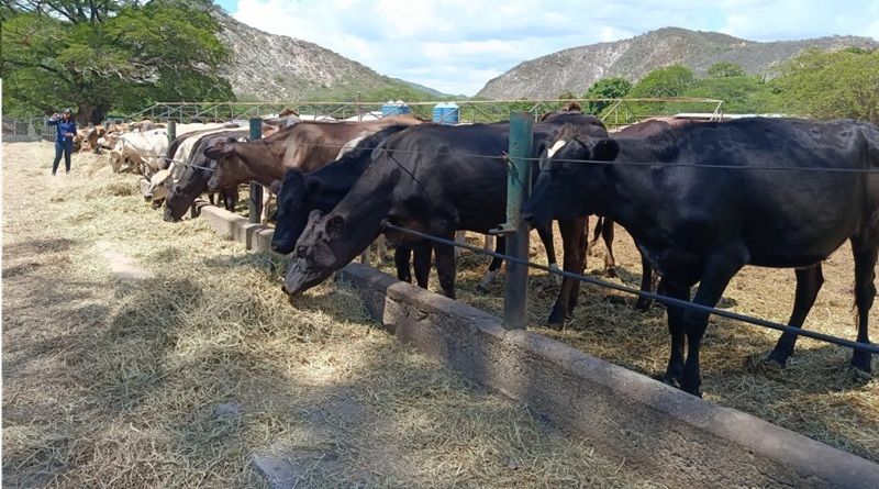 Gobernación de Lara fortalece producción láctea con alianzas estratégicas